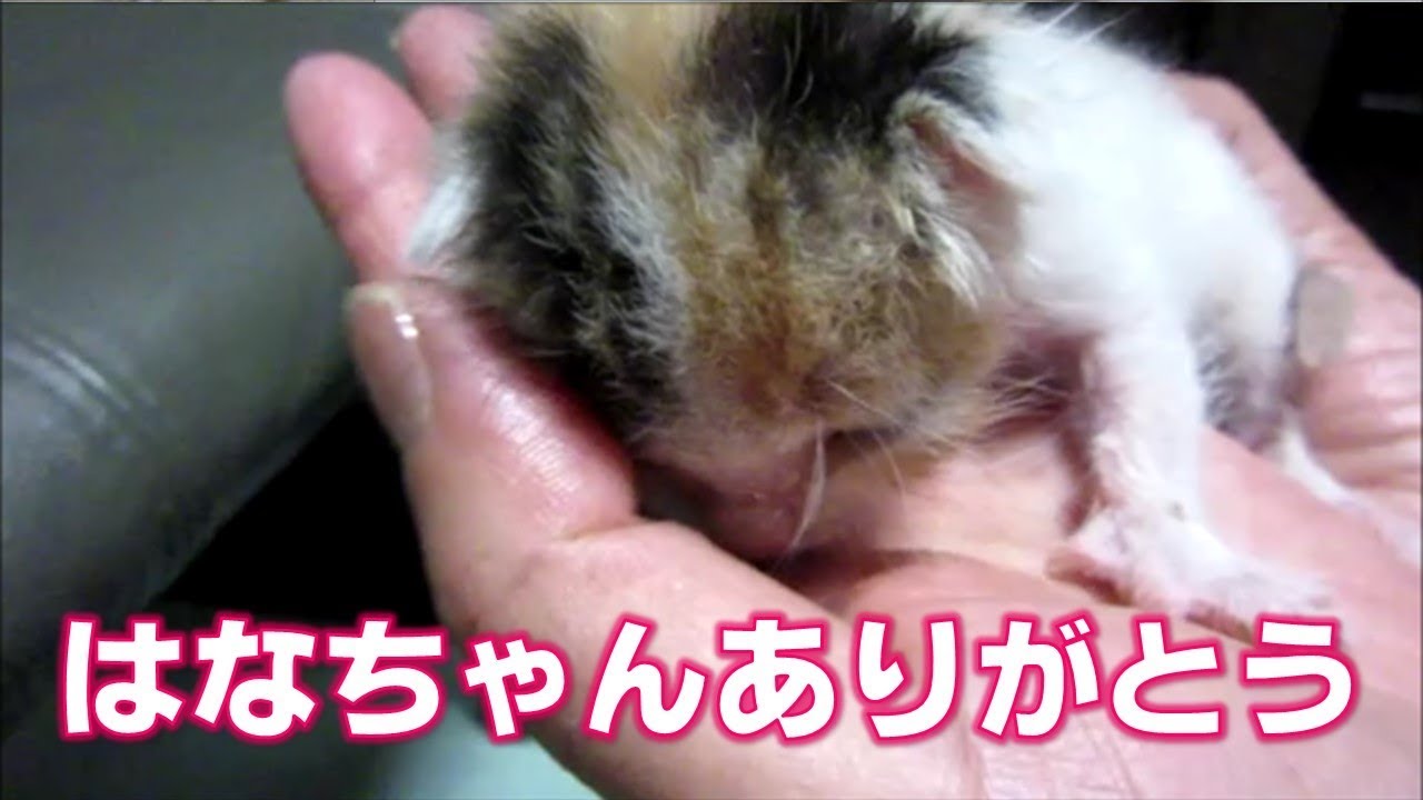 子猫保護から最期の日まで　はなちゃんの小さな命を忘れない