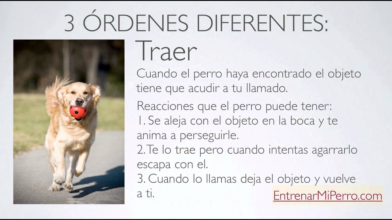 Como Enseñar a un Perro a Traer la Pelota