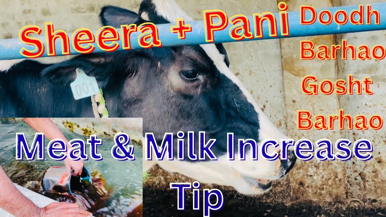 Sheera Pani Mein Daal Kar Den – Doodh Aur Weight Dono Barhao | Milk & Meat Increase Formula #Farming