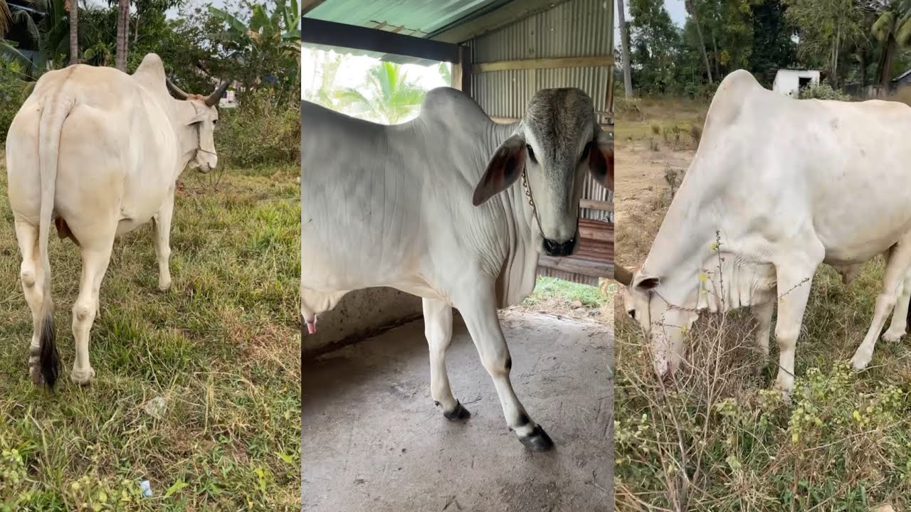 លក់គោស្ទាវស្ទាវនិងមេផែនល្អៗ