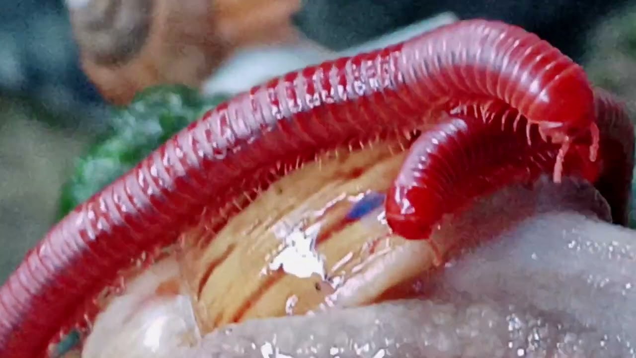 MACRO JUNGLE BATTLE: Giant Snail vs Armored Millipede (Amazing Tropical Mini-Beasts)