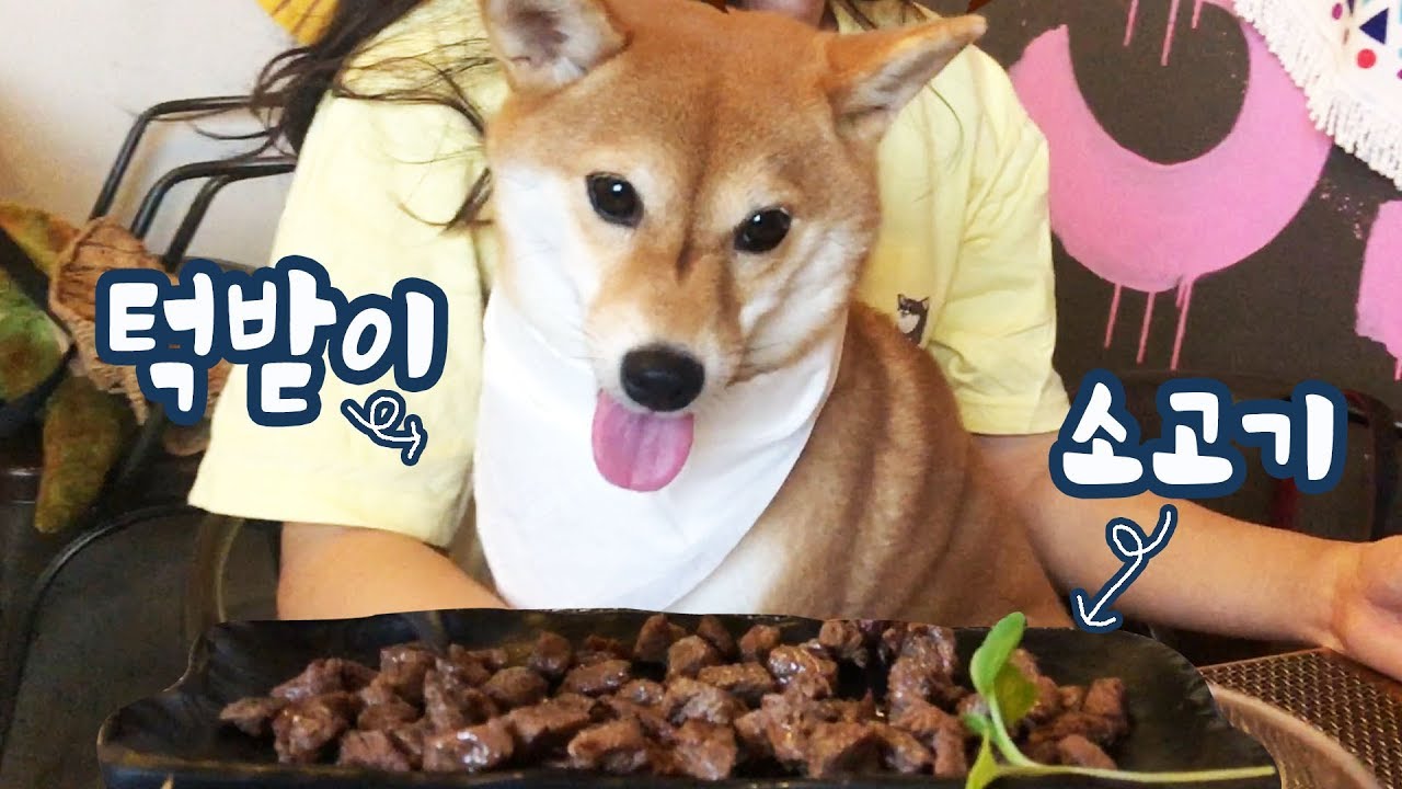 꽃놀이도 하고 소고기도 먹었어요 /시바견의 하루/ 강아지 스테이크 먹방 / 시바견 곰이탱이 Shibainu