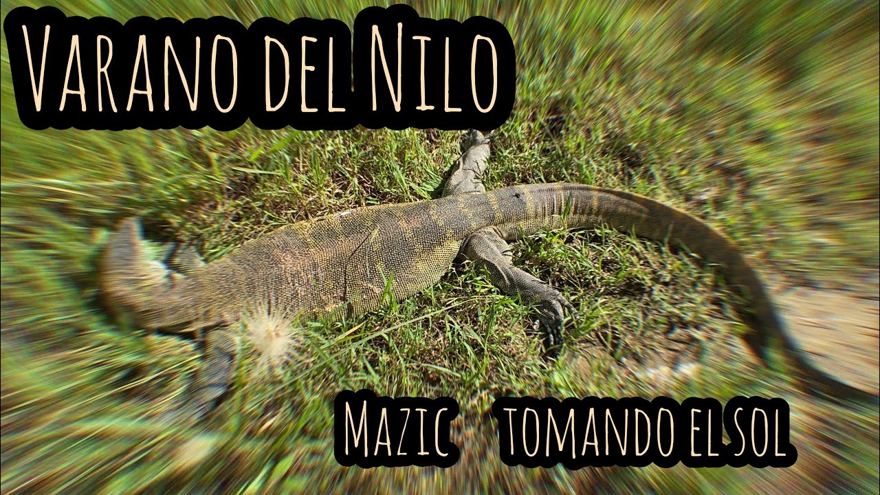 Mi Varano del Nilo es muy tranquilo por la manipulación constante que le doy
