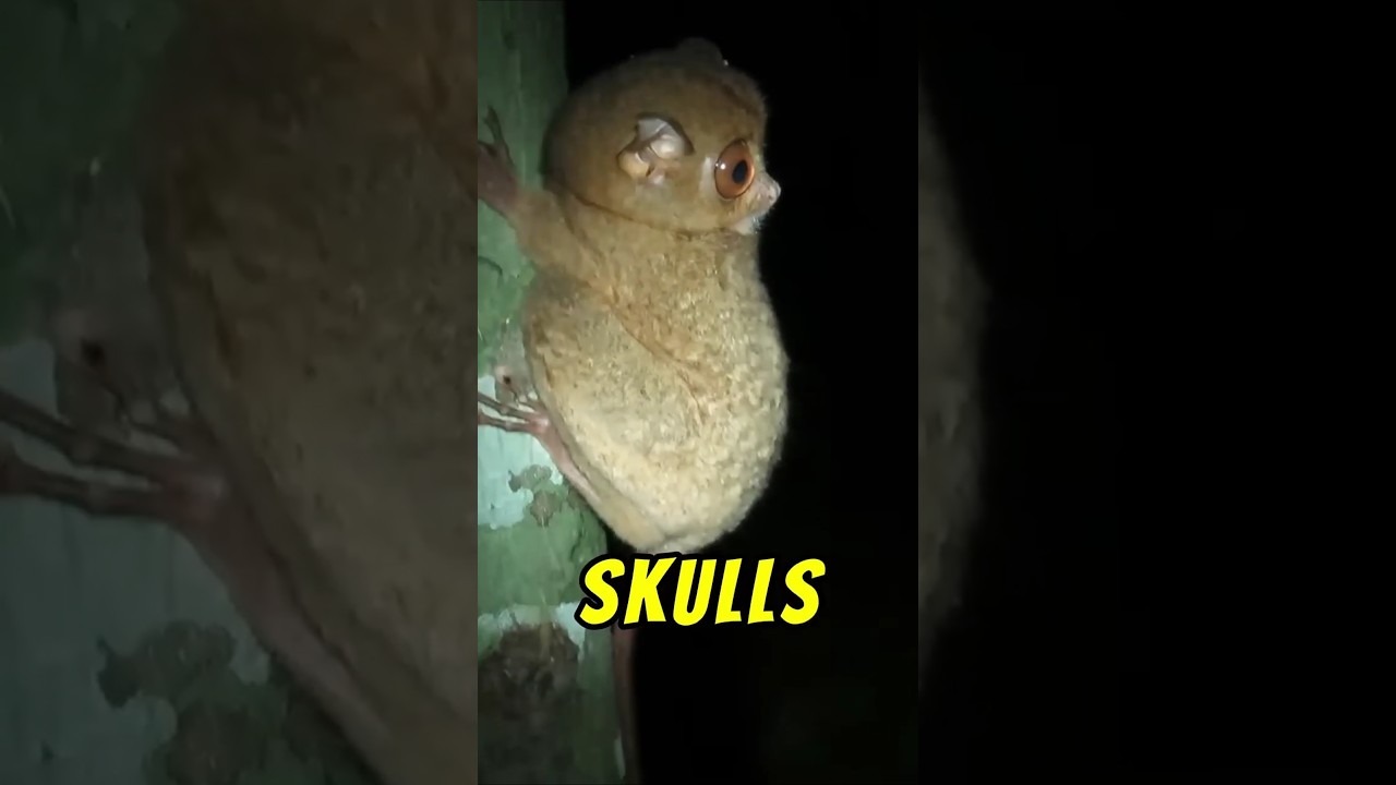 Why Tarsiers End Their Lives in Human Captivity?