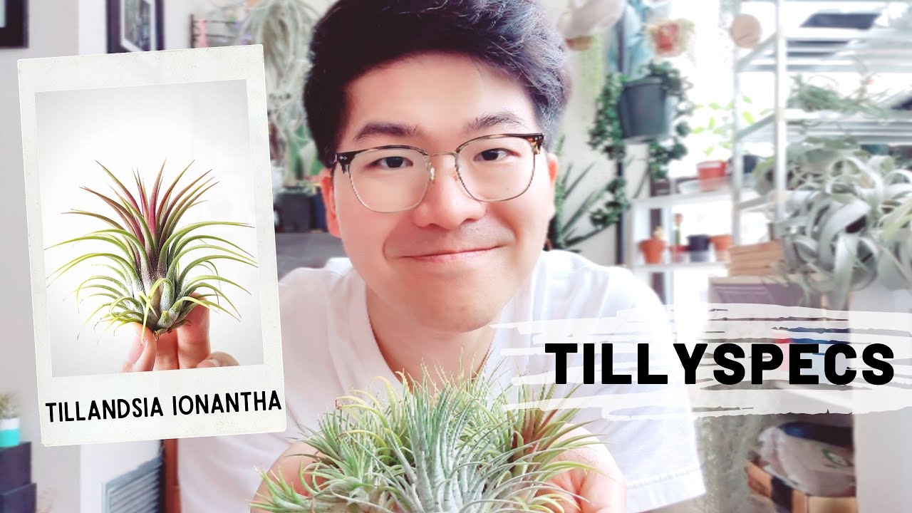 TillySpecs Ep. 1 - Tillandsia ionantha | Dave's Air Plant Corner