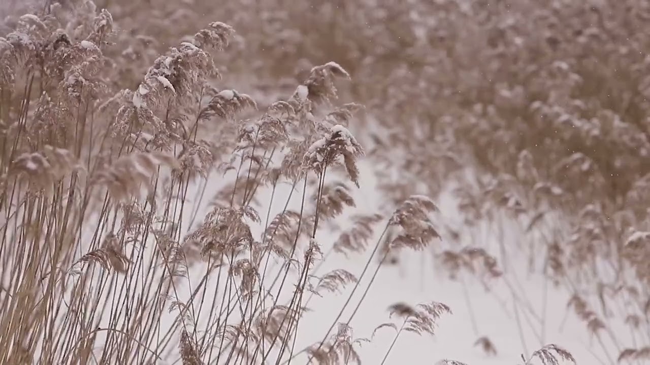Sounds of snow and reeds in winter. Звуки снега и камыша зимой.