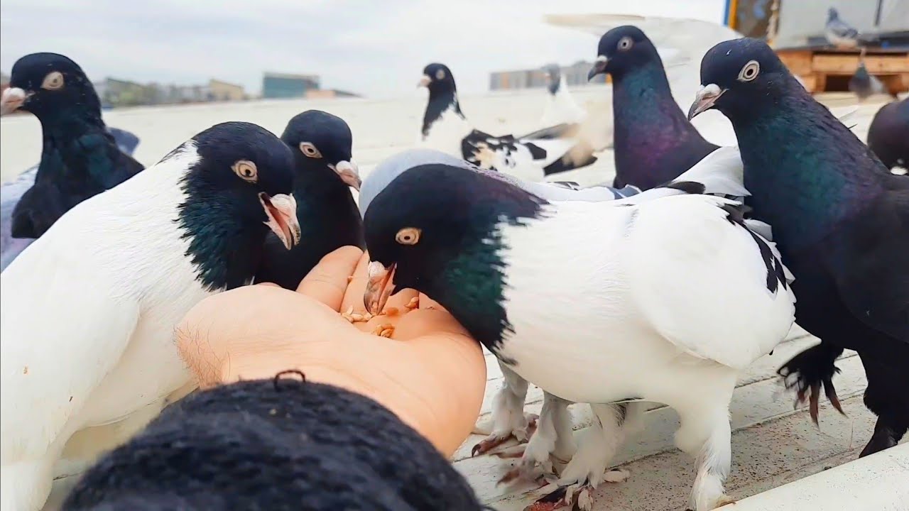 AZ KALSIN KUŞUMU PARÇALAYACAKTI. ATMACA SALDIRISI KAMERALARDA.
