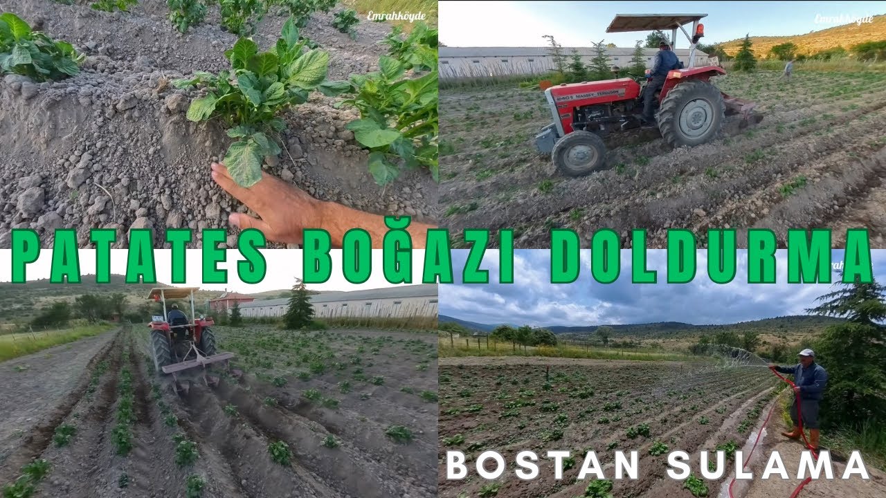 TRAKTÖRLE PATATES BOĞAZI DOLDURMA - BOSTAN SULAMA - BOSTAN SOHBETİ - KIŞLIK PATATES - KÖY İŞİ