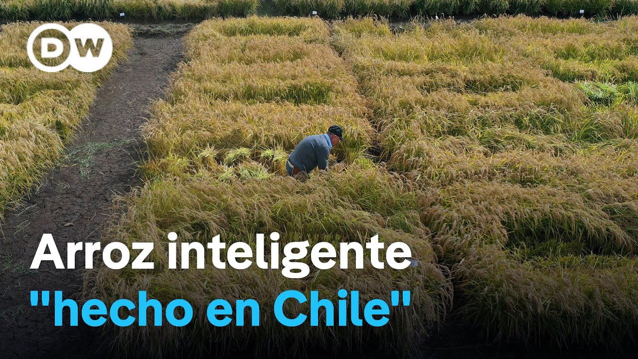 Chile desarrolla un arroz que vence sequ&iacute;as y ahorra agua