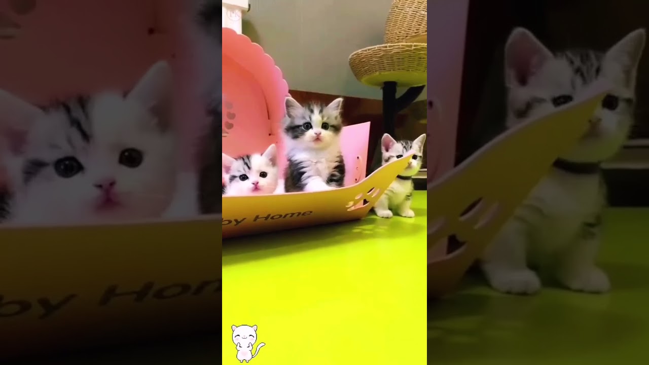 Cute kitten #cats #catvideos #lovecats  #catlover #princesscat #10011