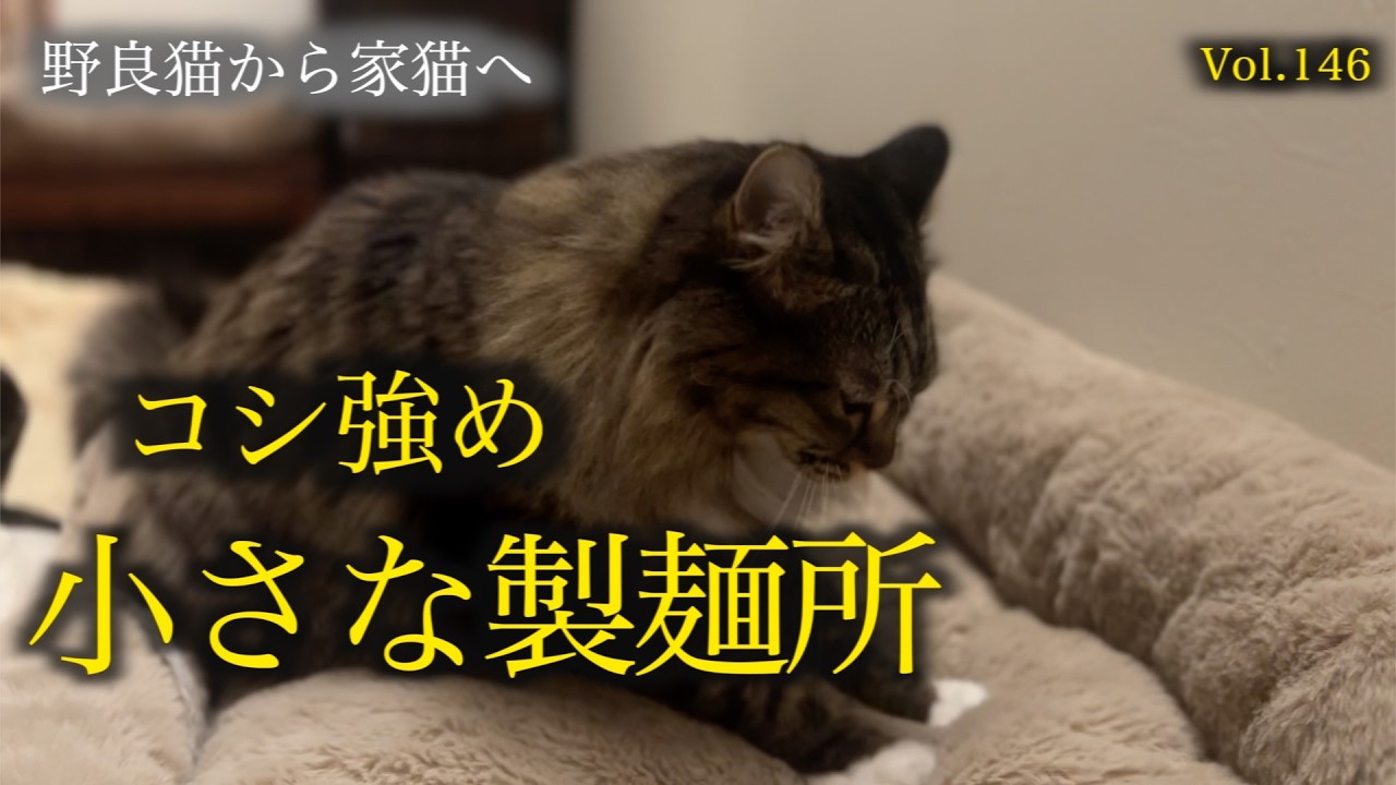 対照的すぎる兄妹猫のフミフミがこちら The contrast between the older and younger cats