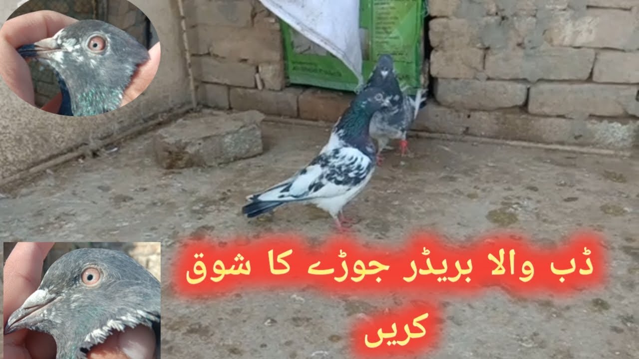 Perwaz aur sayan ka badsha dub Wala breeder pair