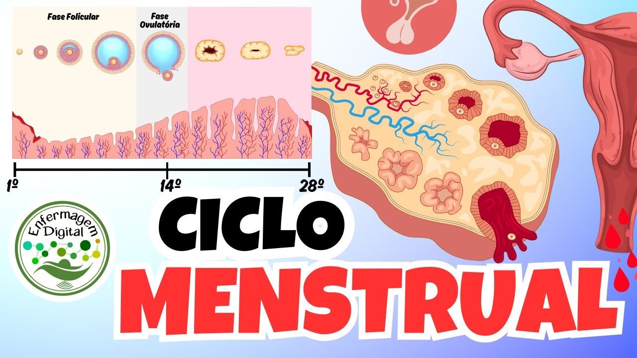 Ciclo Menstrual (menstrua&ccedil;&atilde;o) e Ovula&ccedil;&atilde;o - Aparelho Reprodutor Feminino