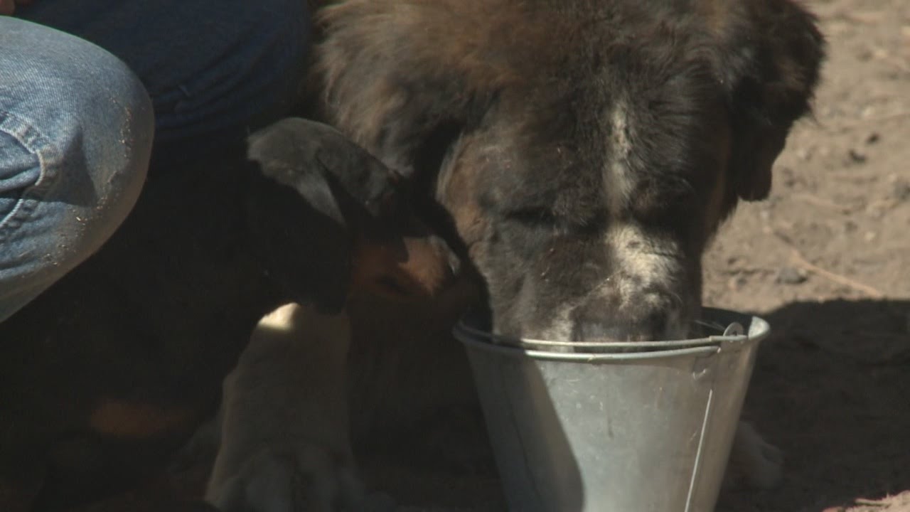 Hero dachshund helps save St. Bernard