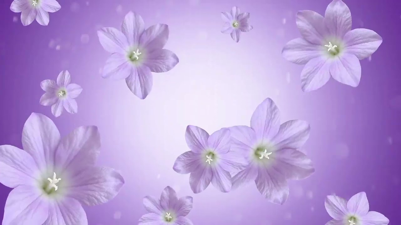 Fondo de video movimiento - flores lilas (free video background)
