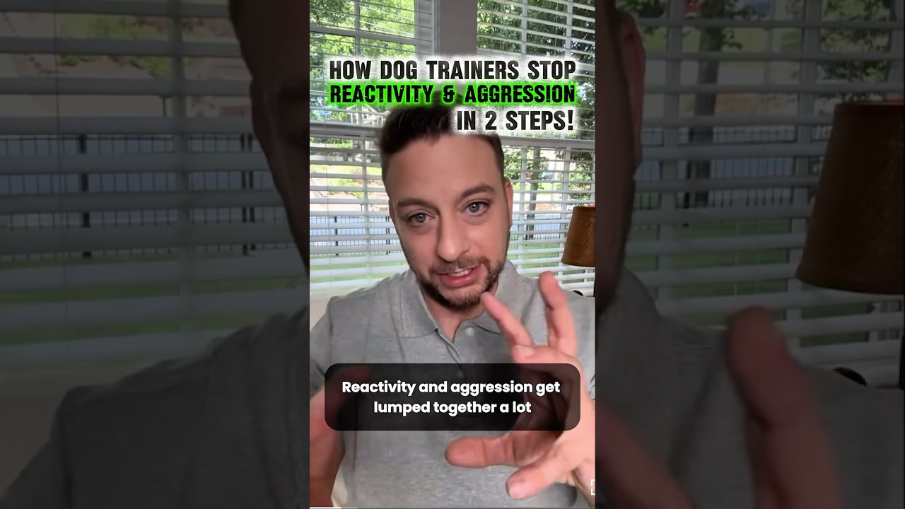 📌How Pro Trainers Stop Reactivity & Aggression in 2 Steps