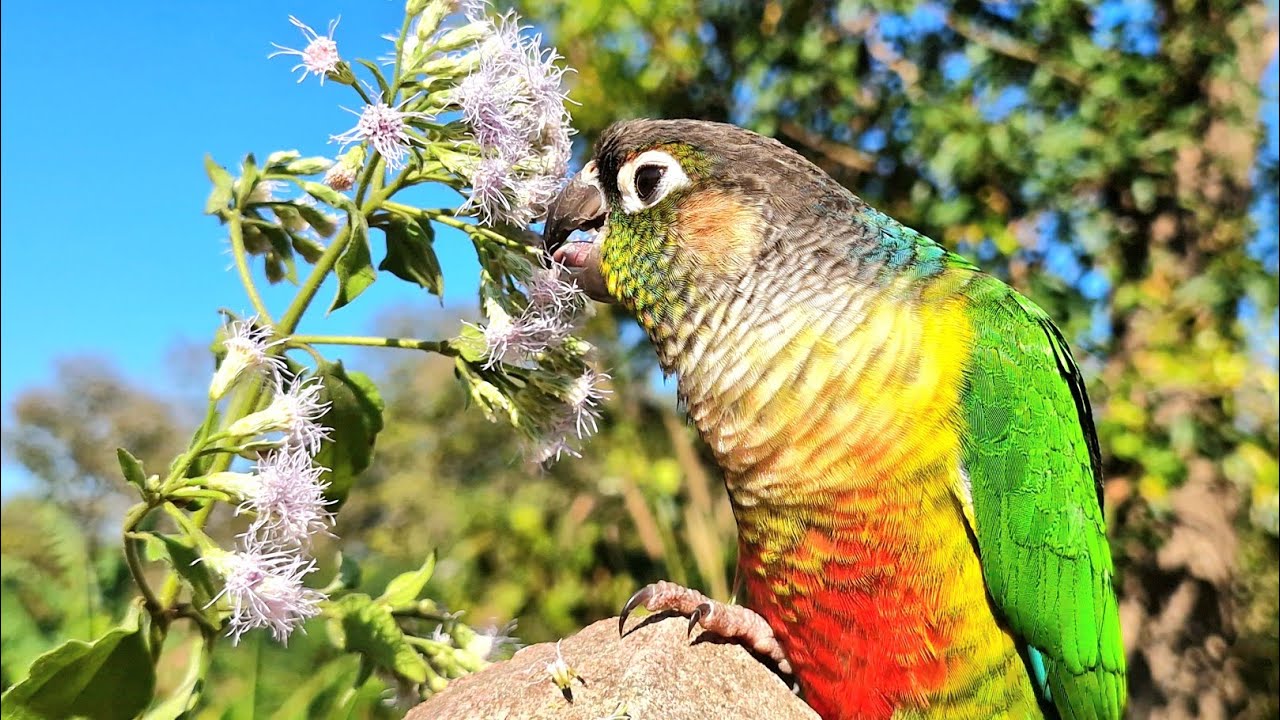 Do parrots eat flowers too? Green cheek conure parrot sounds.