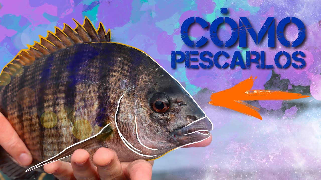 CÓMO PESCAR SARGOS a SPINNING || EQUIPO, SEÑUELOS, TÉCNICAS y ZONAS