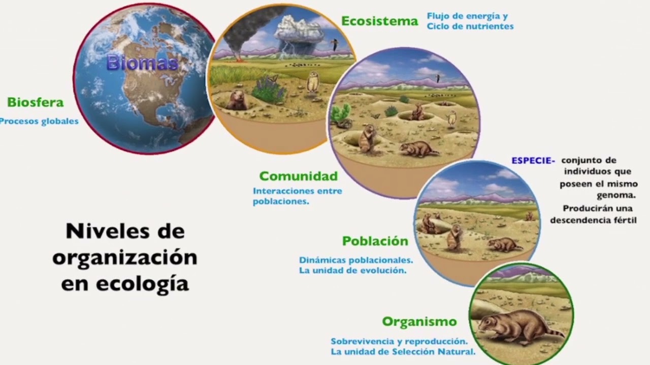 Ecologia de las poblaciones, comunidad y ecosistema. Bioma, poblacion, especie, nicho, habitat