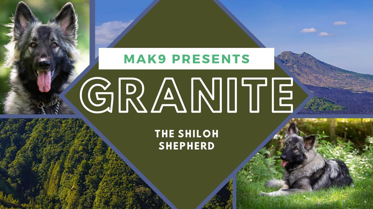 PA Dog Trainers l Granite, 1.5 Year Old Shiloh Shepherd l MAK9 Academy