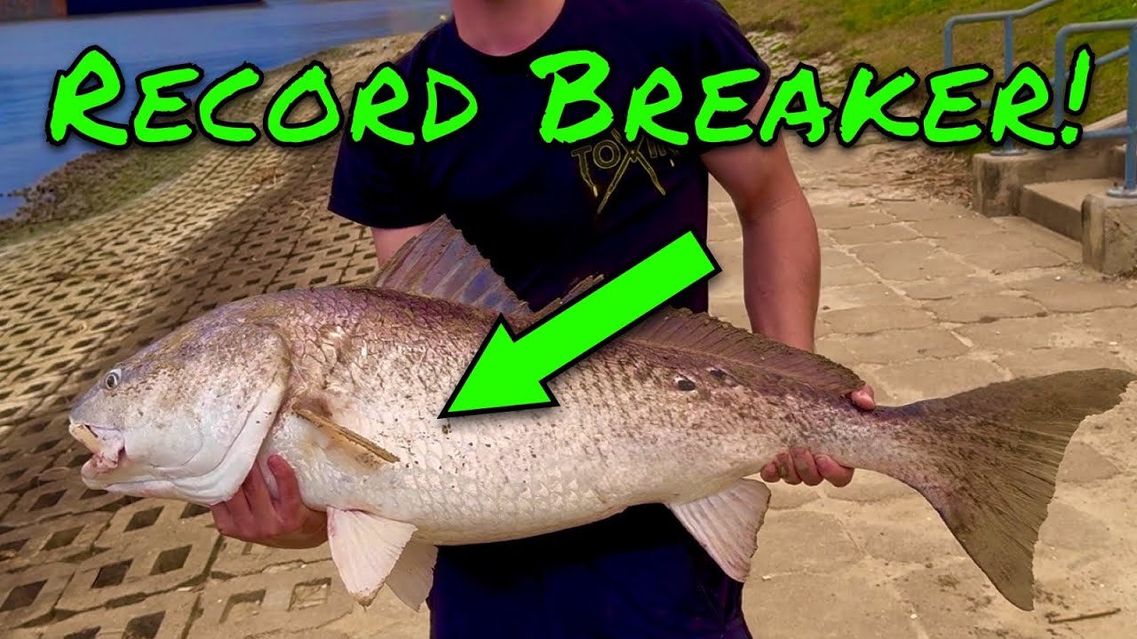 How To Catch RECORD BREAKING Red and Black Drum From the Bank! (No Boat Needed!)