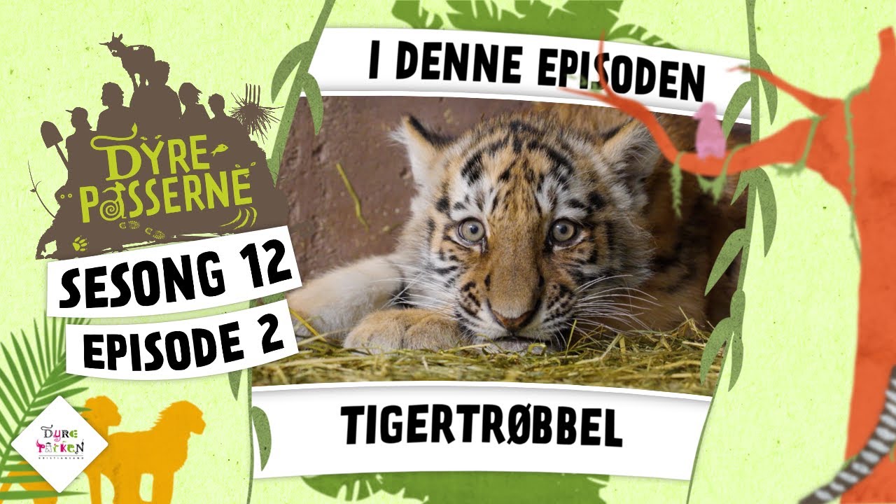 Tigertrøbbel | Dyrepasserne S12 episode 02