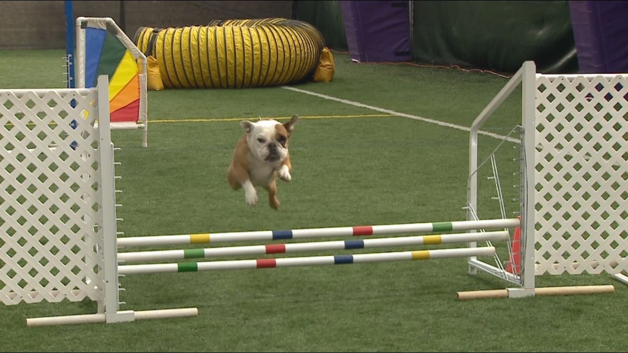 Meet Apricot, the top English bulldog in agility
