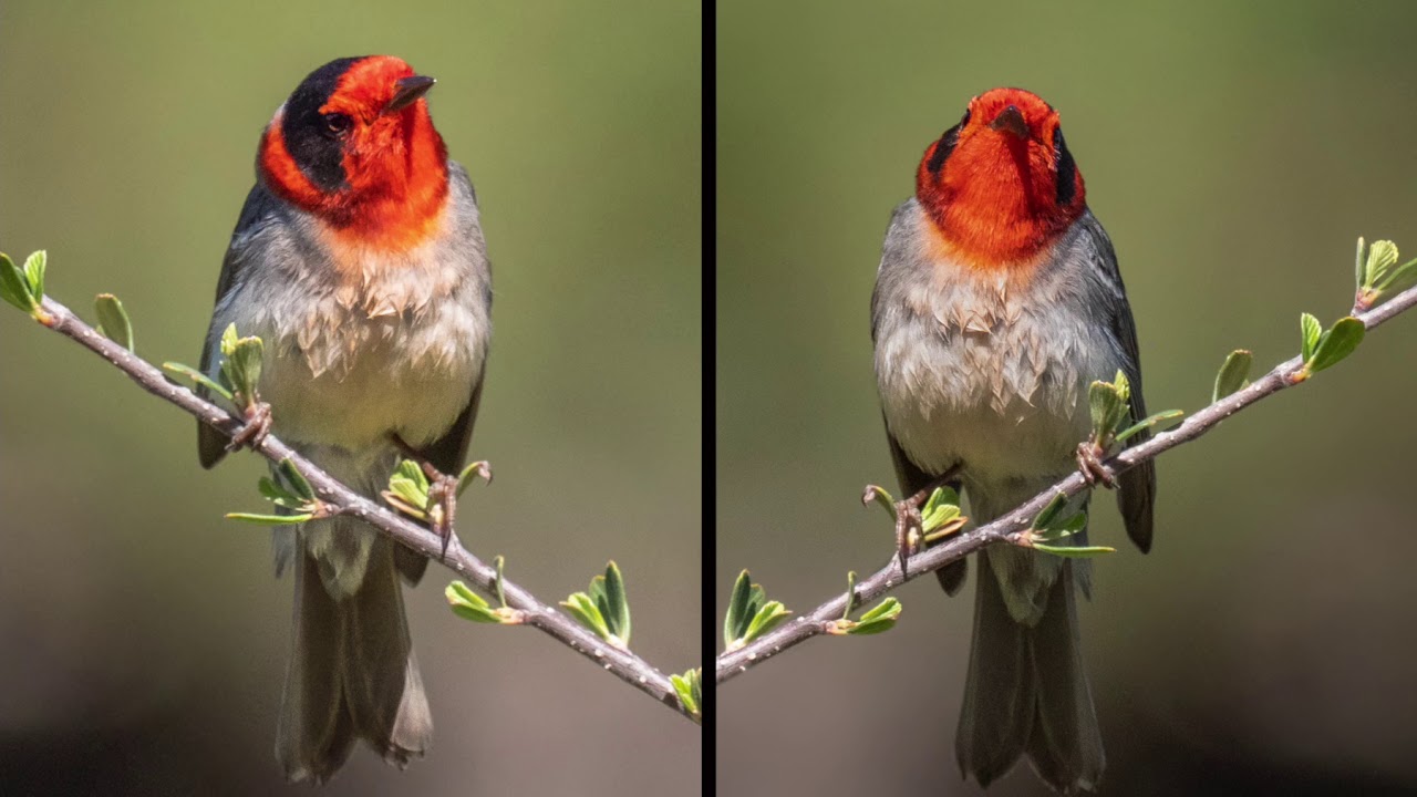 AZ Birds 2018