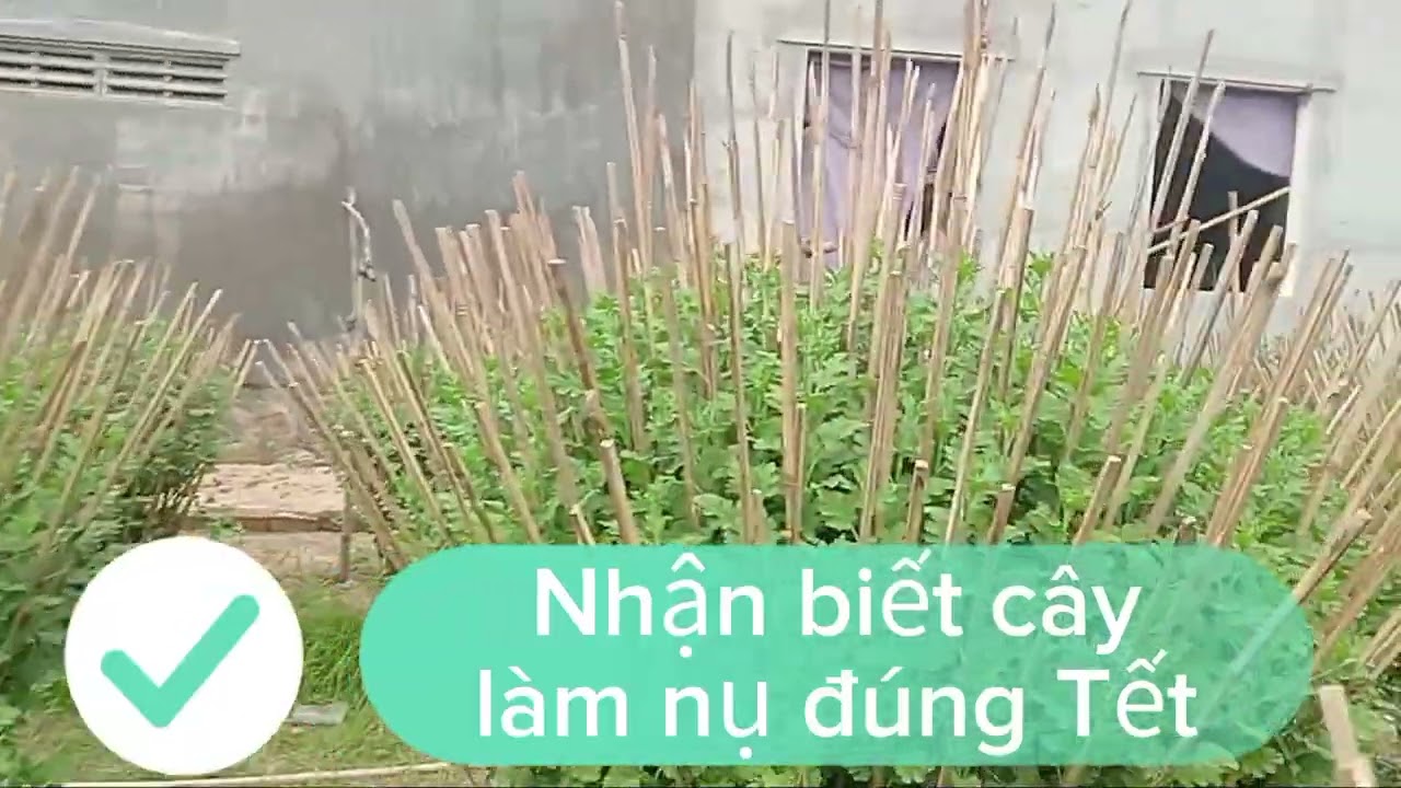 Hành trình trồng hoa cúc Tết 2026@BìnhĐoàn-u4w 