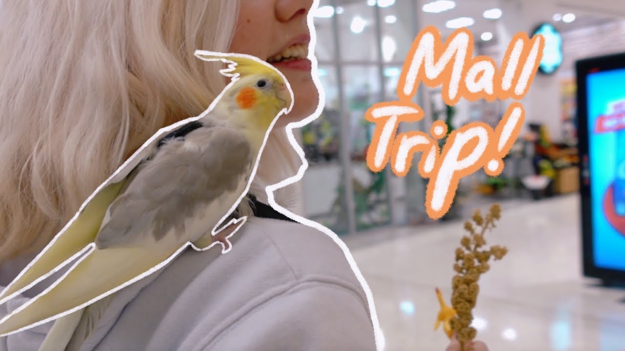 My Cockatiel Goes To The Mall!