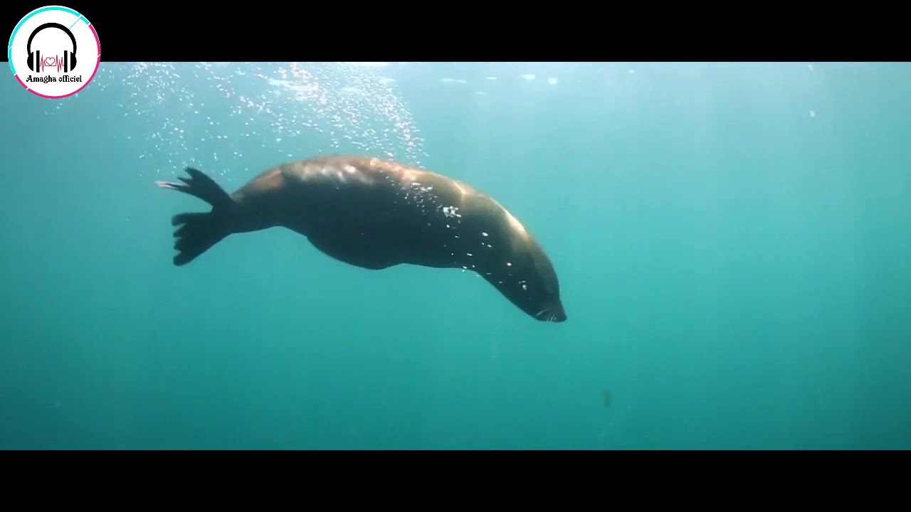 Funniest 😻 Cats and 🐶 Dogs - Awesome Funny Pet Animals Life Video 😇