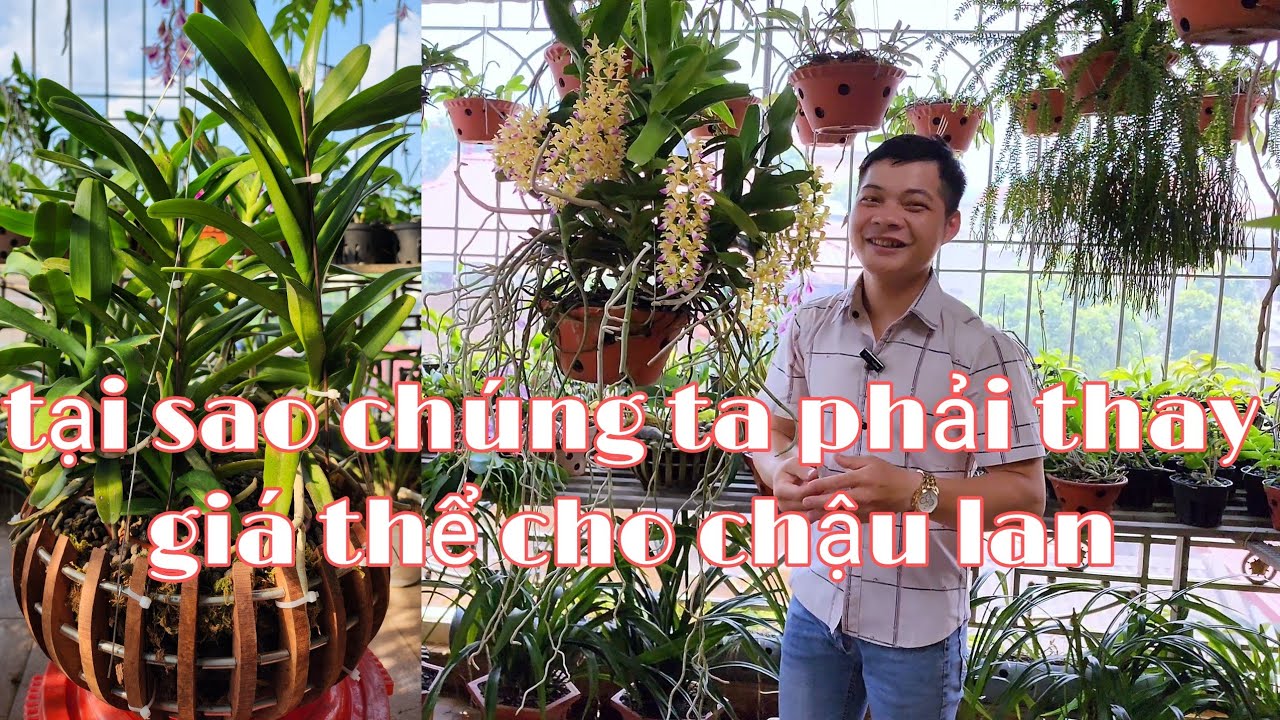 Sang chậu cho tác phẩm hoàng nhạn đơn giản nhất, thay giá thể cho lan đơn thân  | phong lan rừng pv