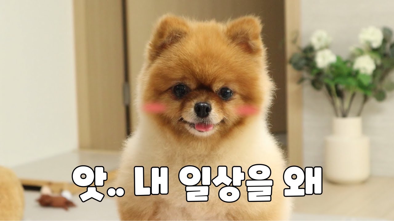 송이의 6시간 아침 일상 20분만에 훔쳐보기