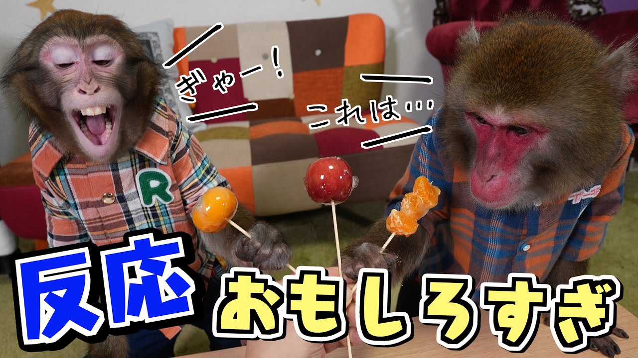 お猿さんの好物を「飴」にしたら、めちゃくちゃ興味もってくれて大興奮！