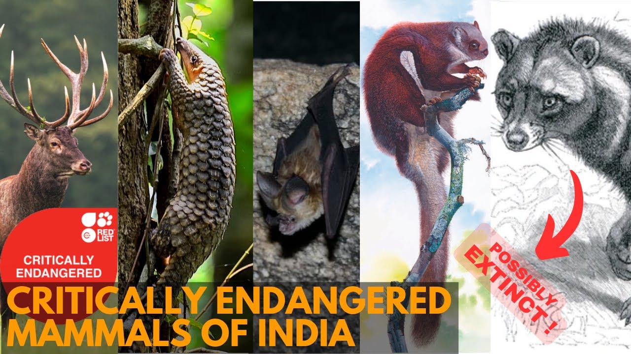 Critically Endangered Mammals of India | IUCN Red List🔴