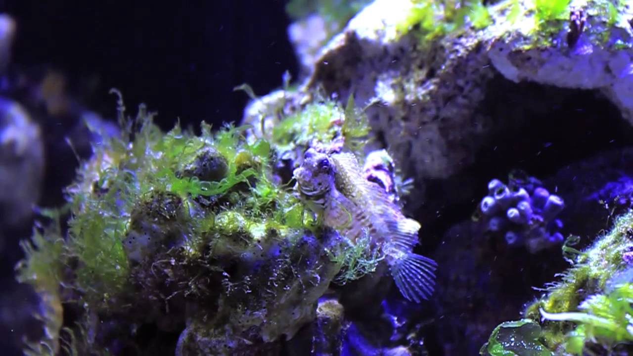 Salarias fasciatus