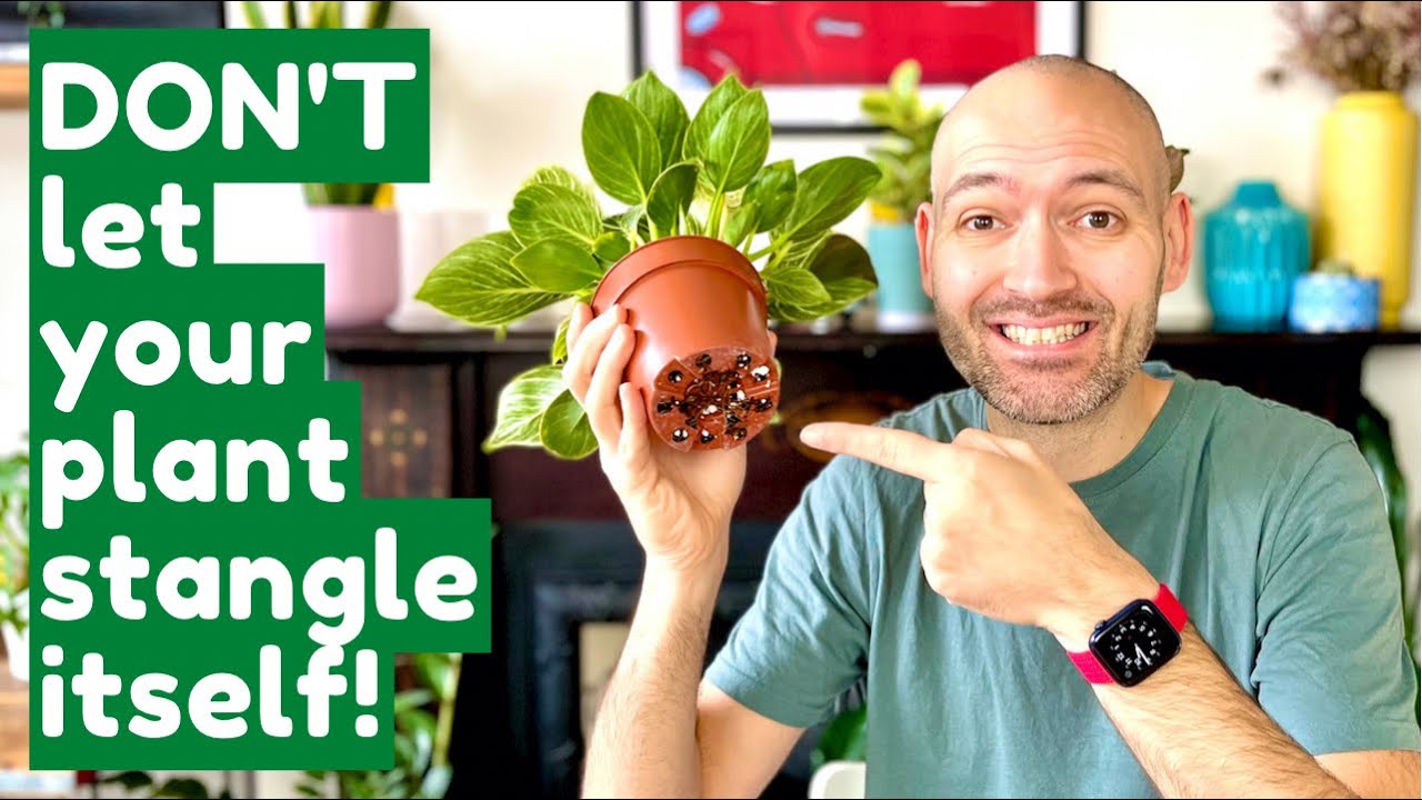 How To Fix A Rootbound Philodendron Birkin