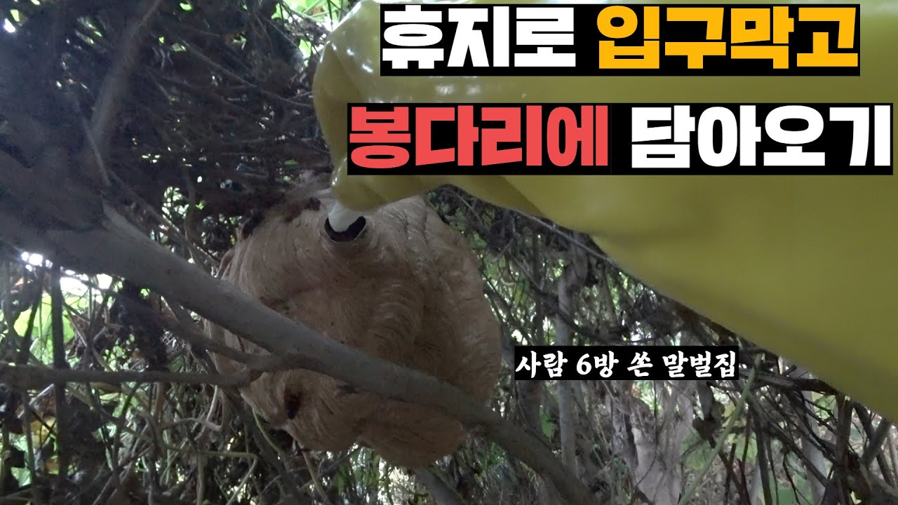 텃밭에 집지은 말벌집, 소주 담은 봉지에 통째로 넣어버리기 (말벌집 2개)