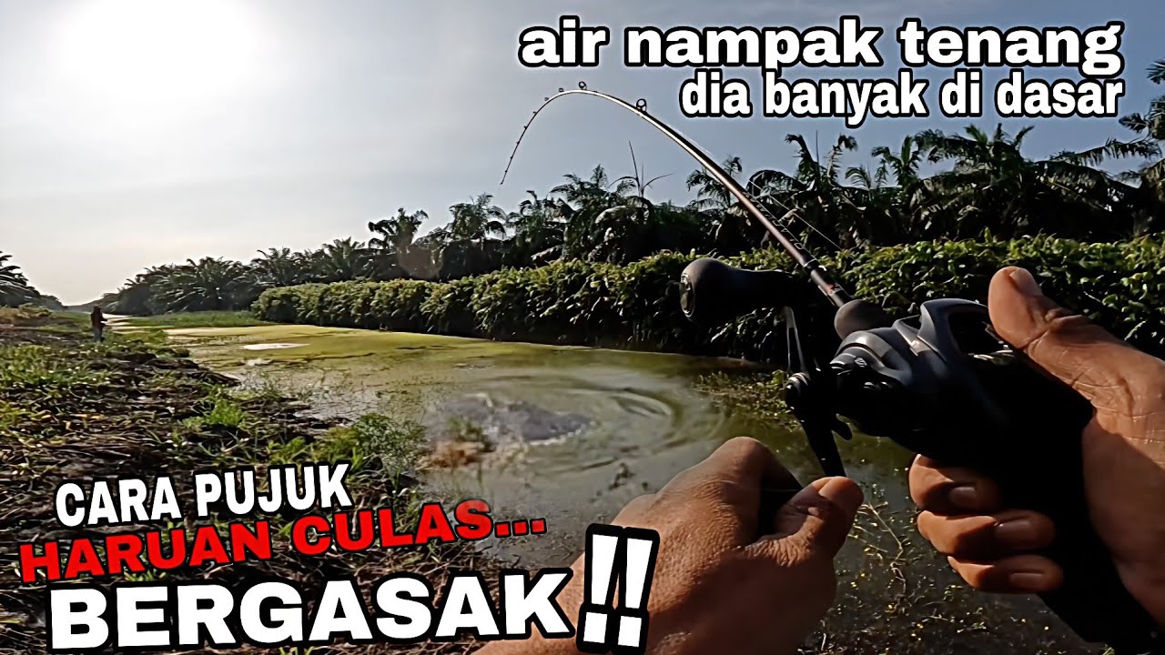 Casting haruan !! Trick memancing ikan haruan culas. Bergasak di Lubuk syurga haruan.