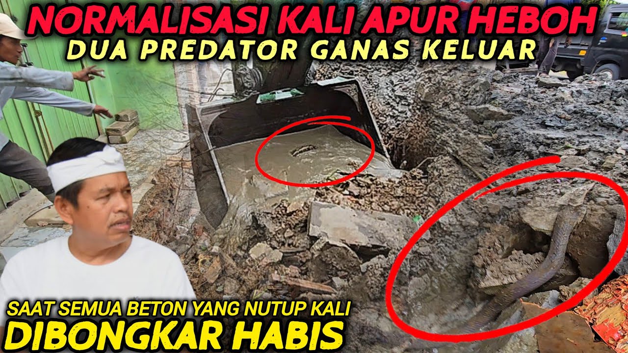 GILA❗️KALI APUR HEBOH BETON NUTUP KALI DIANGKAT YANG KELUAR DUA ULAR PREDATOR SEKALIGUS WARGA HEBOH