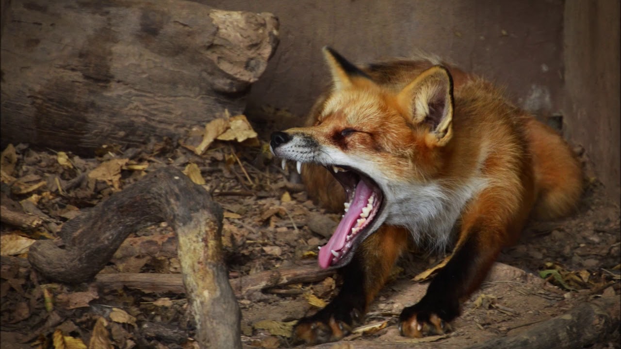 Vadasparki Mesesorozat 19. r&eacute;sz - A csuka b&uuml;ntet&eacute;se