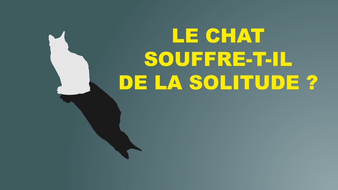 le chat souffre-t-il de la solitude ?