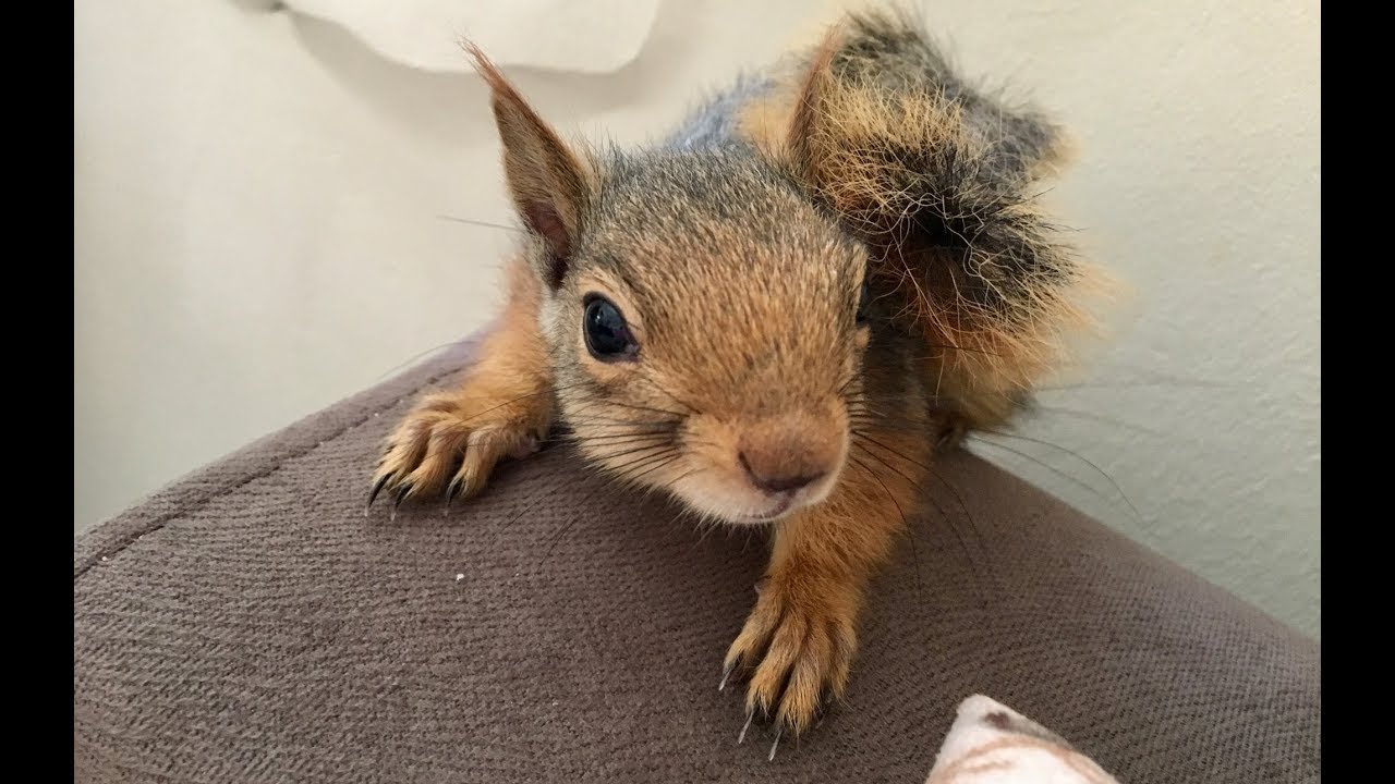 Tırnakları zorla kesilen sincabın korkunç intikamı