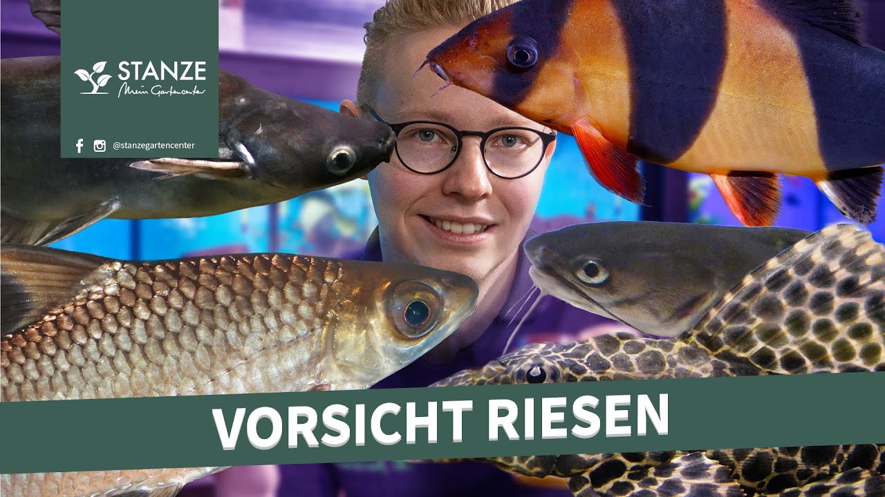 Vorsicht Riesen! | Wieso manche Fische besser nicht verkauft werden sollten
