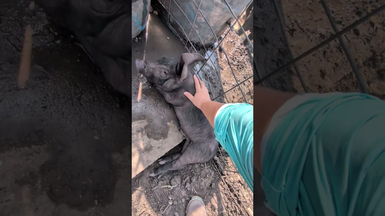 Runt Piglet Update