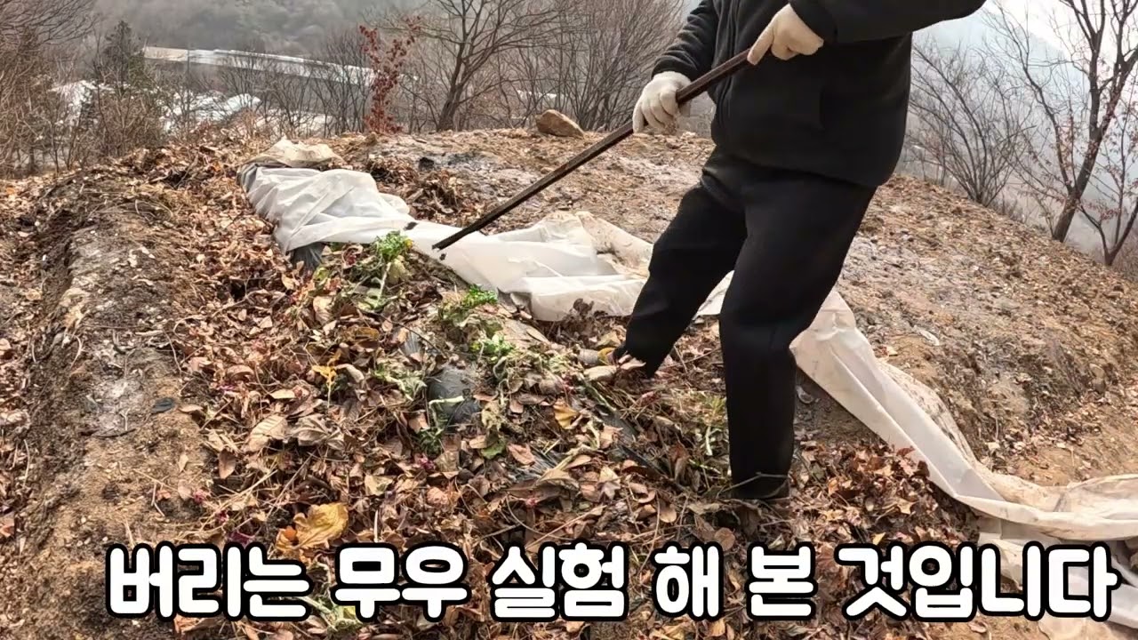 부직포 씌워두었던 김장무우 잔챙이들 어찌 되었을까요?