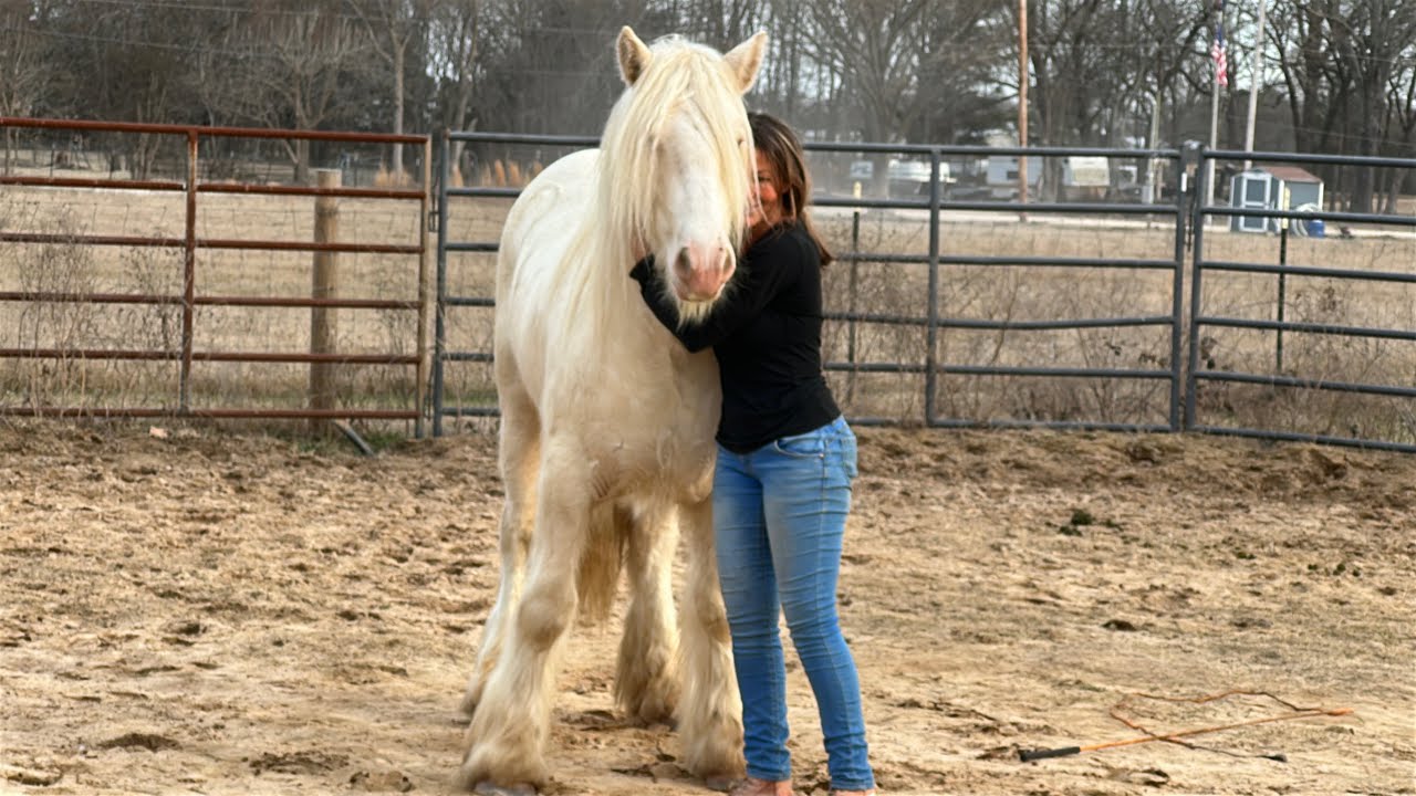 How to Help Your Horse Lead Better