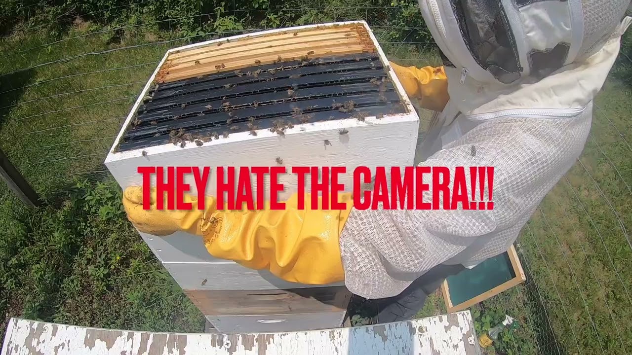 Harvesting Honey With Fume Boards #honey #beekeeping #fumeboards