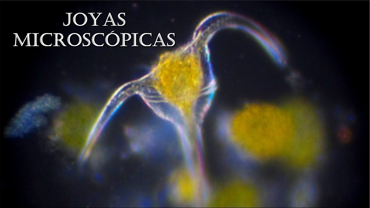 MICROSCOPÍA - Joyas Microscópicas | Fitoplancton #misteriossinresolver #naturaleza