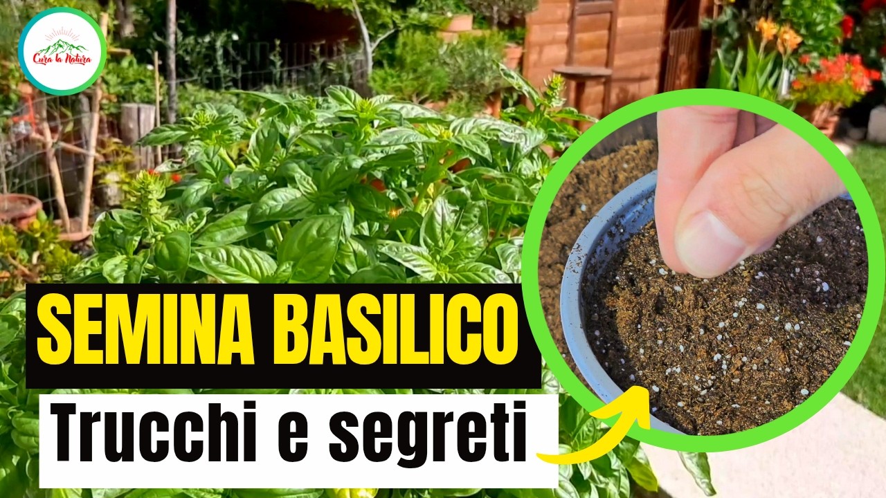 BASILICO - IL MIGLIOR METODO PER SEMINARE IL BASILICO E CONCIMARLO IN MODO NATURALE E BIOLOGICO